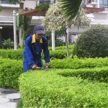 专业园林绿地养护托管公园绿化道路绿化养护托管