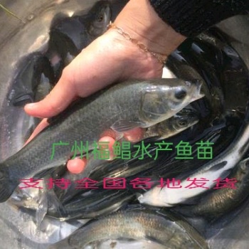 青鱼。Mylopharyngodon piceus