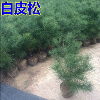 山西侧柏，白皮松，油松，雪松，侩柏，华山松