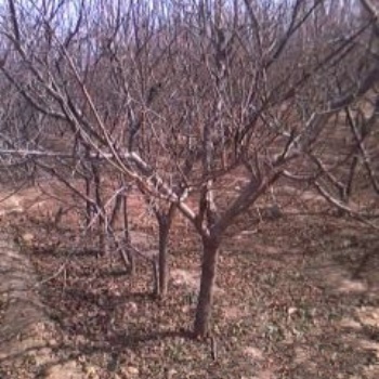 山西核桃树，苹果树，桃树，山楂树，杏树，梨树，樱桃树