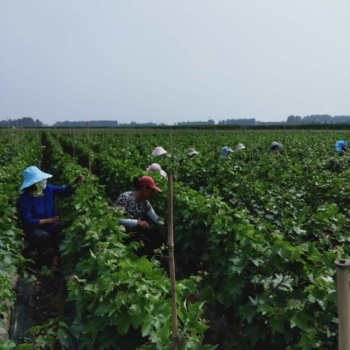新疆地区购买阳光玫瑰葡萄苗价格不贵