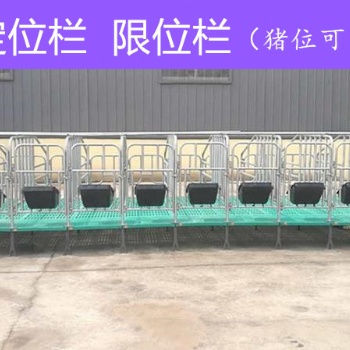 母猪限位栏 养猪设备 猪位可定制订做