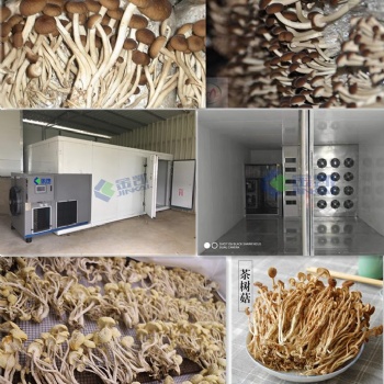 茶树菇烘干机#广州金凯烘干设备#厂家直售