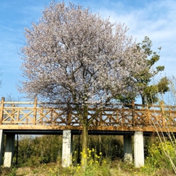 成都红叶李基地_批发红叶李_近期价格_成都苗木_名川园艺场