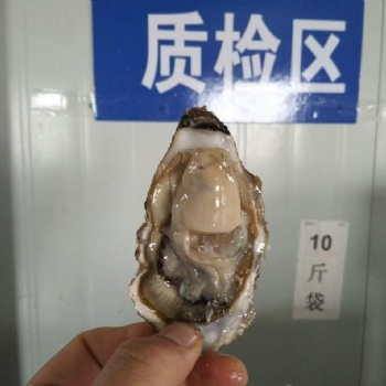 威海金给利生蚝批发牡蛎海蛎子价格