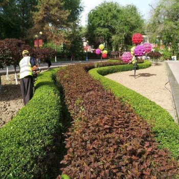 泰安周边专业绿化设计栽树浇水养护服务