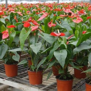 长岛县花卉温室蝴蝶兰种植移动式苗床镀锌是苗床