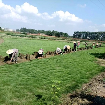 细叶结缕草 四川细叶结缕草基地 批发细叶结缕草 名川园艺场