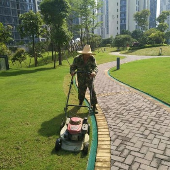 泰安周边绿化施工养护队