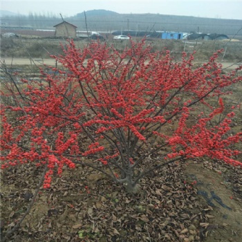 泰安北美冬青树苗价格 三年北美冬青树苗种植基地