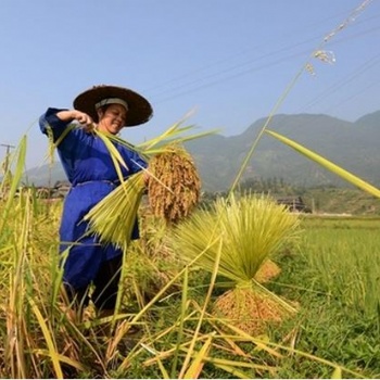 贵州从江香禾糯大米供应质量可靠