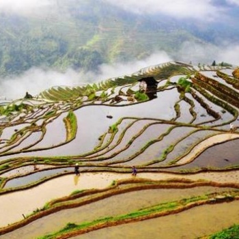 贵州从江九芗农业大米资源合作安全可靠