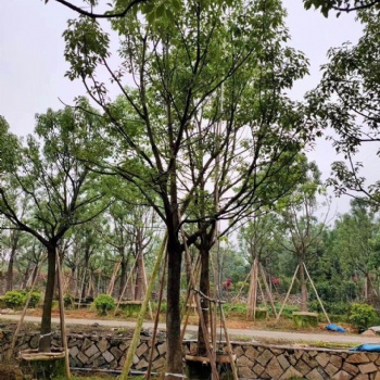 香樟造型树批发 绿化园林景观 产地