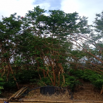 紫薇四季绿化 庭院室外花卉 植物苗木风景树苗 四季常开