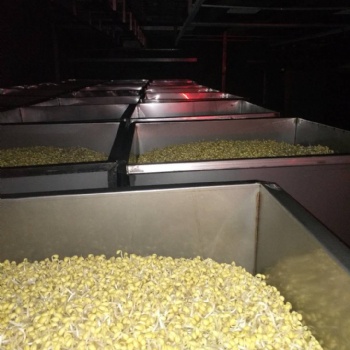 河南太康峰成牌全自动豆芽机厂家