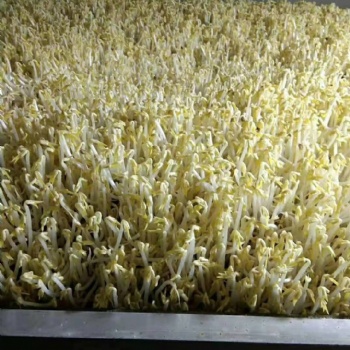 南阳智能全自动豆芽机厂家