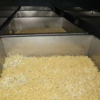 日产1000斤峰成牌全自动豆芽机厂家