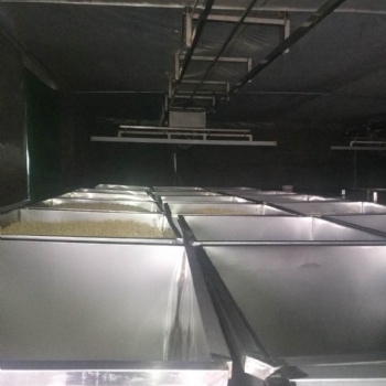 云南大型商用淋水跑道豆芽生产线设备