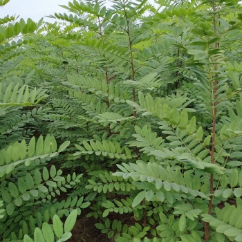 新品种无刺槐 速生刺槐 刺槐小苗 成活率高 荒山造林