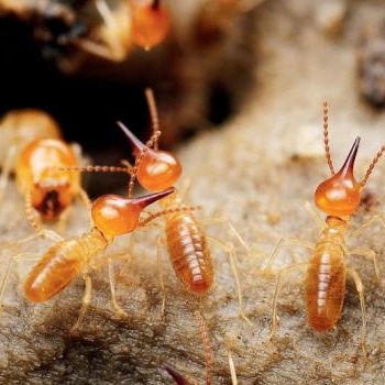 福州有害生物防治公司专业灭鼠灭白蚁灭蟑螂