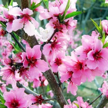 长沙春游、踏青、植树赏花就来胖仔农庄一日游