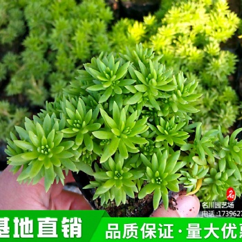 佛甲草批发价_2021草花报价_花境植物基地_金叶佛指草_绿叶佛甲草杯苗_郫县绿批苗木批发基地