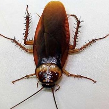 福州杀虫公司专业灭鼠灭蟑螂灭白蚁消毒