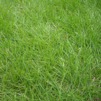 广东广州四季青草坪种子 护坡固土多年生草种