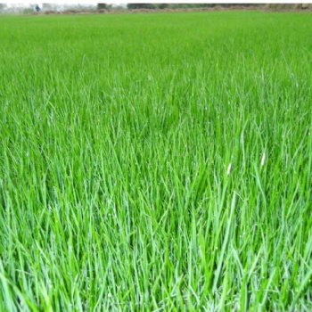 广西南宁高羊茅种子护坡耐寒耐旱草籽绿化地毯草草坪种子