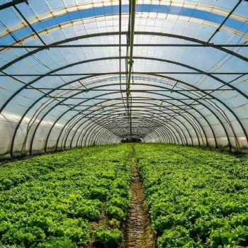 温室大棚种植蔬菜的优势