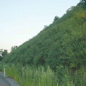 河北矿山道路边坡绿化防护喷播10年工程经验