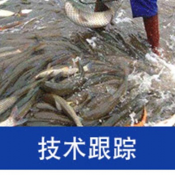 农业水产养殖泥鳅黄颡鱼