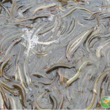 泥鳅养殖前景如何-湖北渔添下水产有限公司