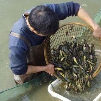 发财致富鲜活水产品泥鳅苗