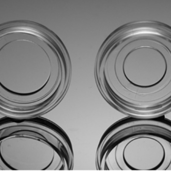 φ15mmφ20mm玻底培养皿