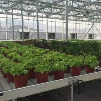 临沂花卉温室CH-89潮汐苗床管理方便