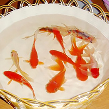 苏州中德新亚聚合物水泥防水涂料厂家