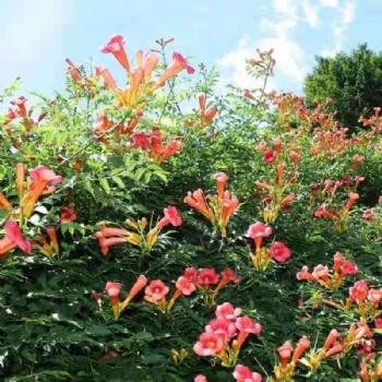 凌霄花苗 紫藤花苗 木槿花