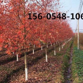出售3米美国红枫、4米美国红枫、5米美国红枫