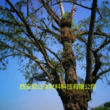 西安望必达玻璃钢古树专用避雷针5-25m生产定制重量轻强度高抗腐蚀