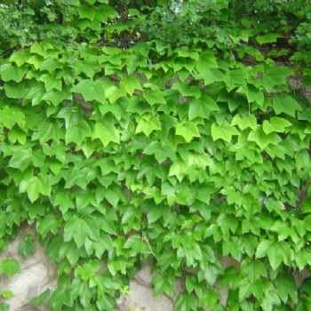 冬天绿化爬藤草种草籽批发