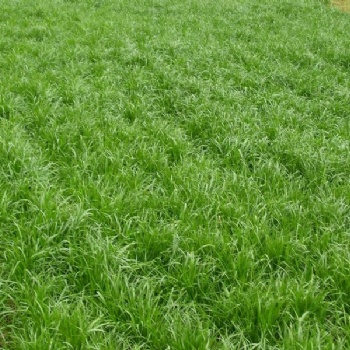 广西南宁工地草种草籽种植冬天适合用黑麦草