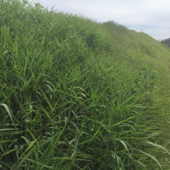 广西高速公路的工地种植什么花种好看