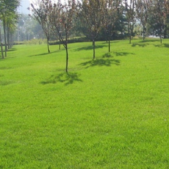 广西柳州绿化草种草籽怎么选择种植