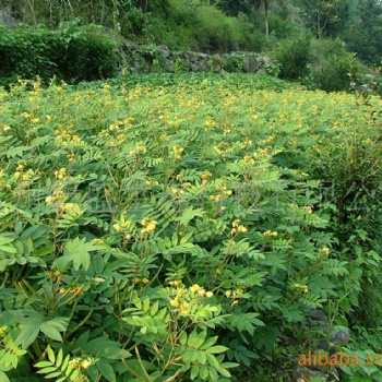 广西绿化边坡工程灌木草种黄花决明种子支持验货