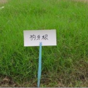 广西柳州绿化喷播草种狗牙根草籽
