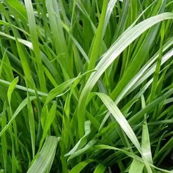 广西黑麦草的草种草籽