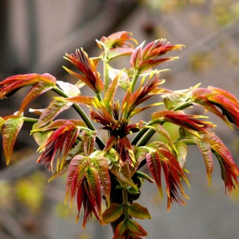 供应香椿苗和赤苍藤苗种植场 广西红椿木与香椿芽苗基地