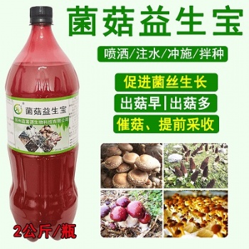 羊肚菌施肥增产方法高产栽培新技术