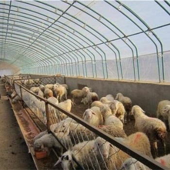 张家口发酵床养羊的管理技术